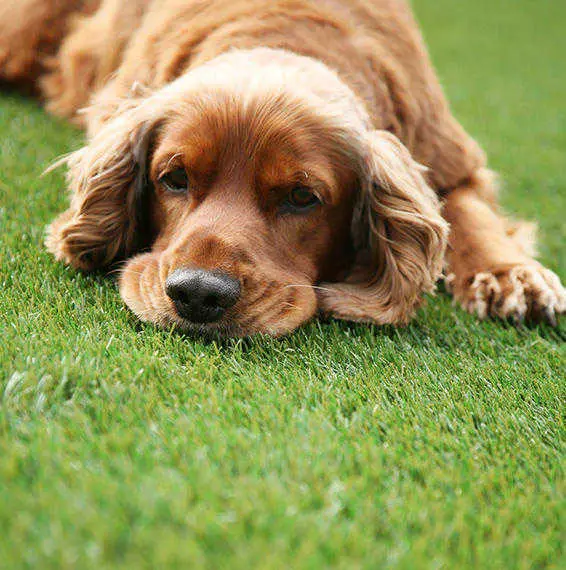 Cachorro deitado sobre relva artificial